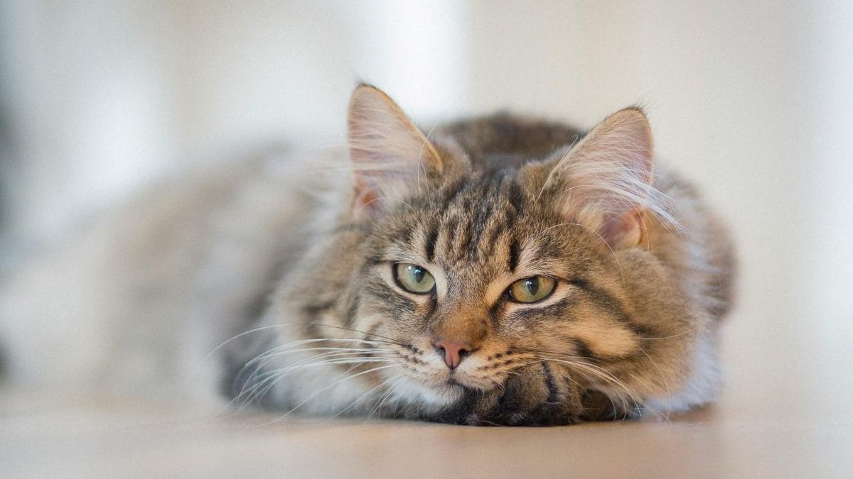 Onsior Cat Medicine